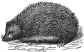 Hedgehog engraving