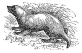 Badger engraving