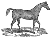 Horse engraving