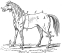 Anatomical Horse engraving