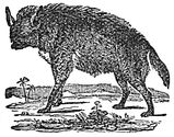 hyena engraving