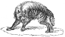 Hyena engraving