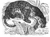 Jaguar engraving