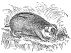 Lemming engraving