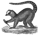 Lemur engraving