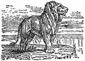 lion engraving