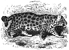 Margay engraving