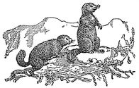 marmots engraving