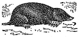 mole engraving