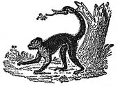 monkey engraving