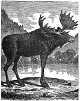 Moose engraving