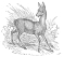 Musk Deer engraving