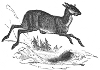 Muskdeer engraving