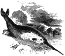 Narwhal engraving