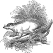 Opossum engraving