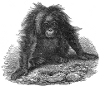 Orangutan engraving
