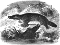 Platypus engraving