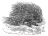 Porcupine engraving