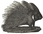 Porcupine engraving