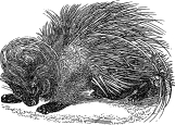 Porcupine engraving