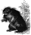 Porcupine engraving