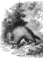 Porcupine engraving