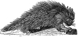 Porcupine engraving