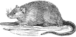 Rat engraving