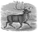 reindeer engraving