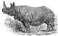 Rhinocerus engraving