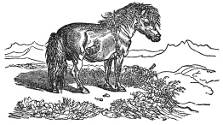 Horse engraving