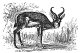 Springbok engraving