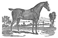 Horse engraving