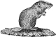 Vole engraving