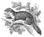 Weasel engraving