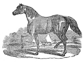 Horse engraving