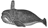 Whale engraving