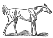 Horse engraving