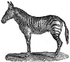 Zebra engraving