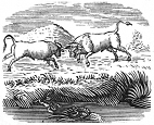 two bulls engraving