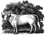 albino bull engraving