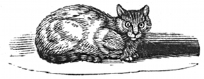 cat engraving