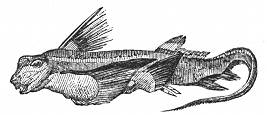 chimaera engraving