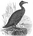 Common Cormorant engraving