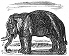 elephant engraving