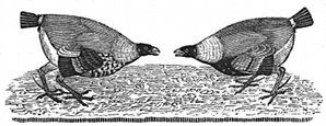 fighting cocks engraving