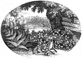 fox hunt engraving