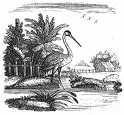 heron, bird engraving