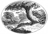 oak tree engraving