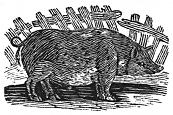 pig engraving